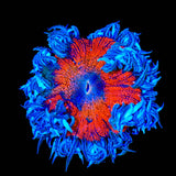 Rainbow Rock Flower Anemone