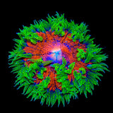 Rainbow Rock Flower Anemone