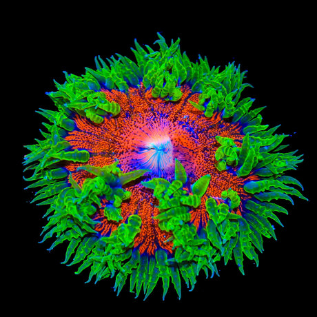 Rainbow Rock Flower Anemone