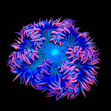 Rainbow Rock Flower Anemone