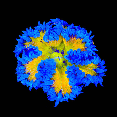 Rainbow Rock Flower Anemone