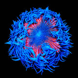 Rainbow Rock Flower Anemone