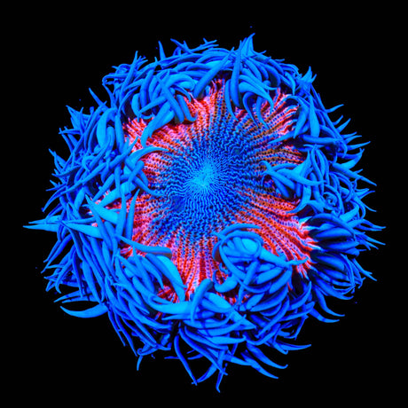 Rainbow Rock Flower Anemone