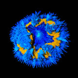 Rainbow Rock Flower Anemone