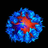 Rainbow Rock Flower Anemone