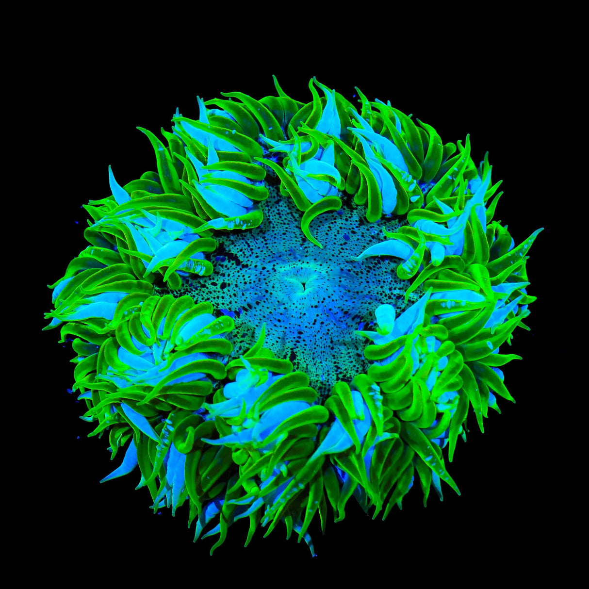 Rainbow Rock Flower Anemone