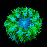 Rainbow Rock Flower Anemone