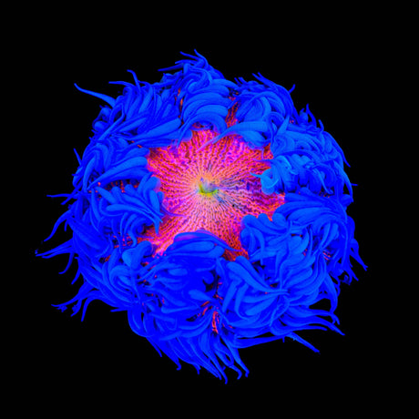 Rainbow Rock Flower Anmeone