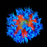 Rainbow Rock Flower Anmeone