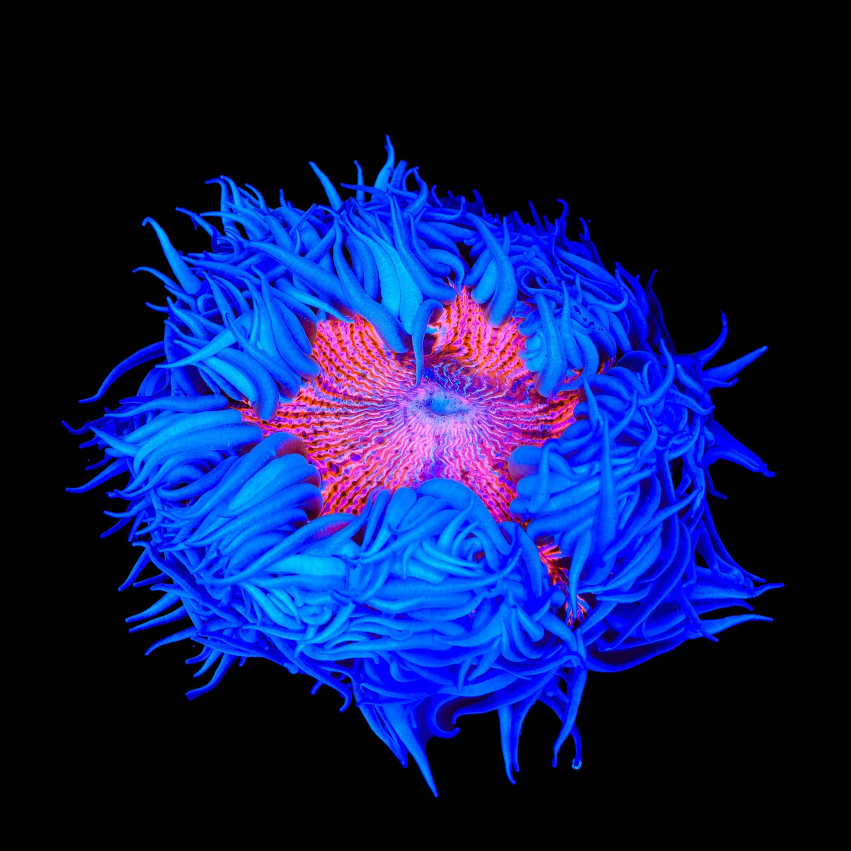 Rainbow Rock Flower Anmeone