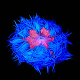 Rainbow Rock Flower Anmeone