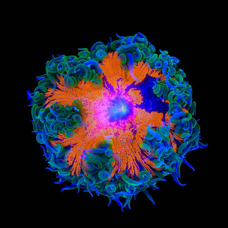 Rainbow Rock Flower Anmeone