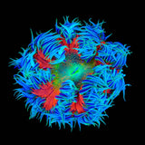 Rainbow Rock Flower Anmeone