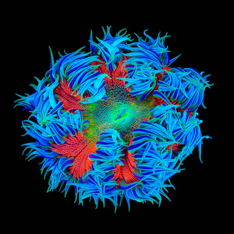 Rainbow Rock Flower Anmeone