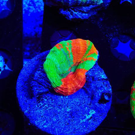 Rainbow Scolymia Colony Coral