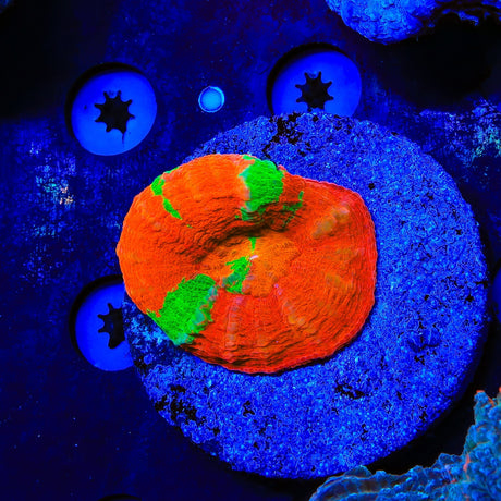 Rainbow Scolymia Colony Coral