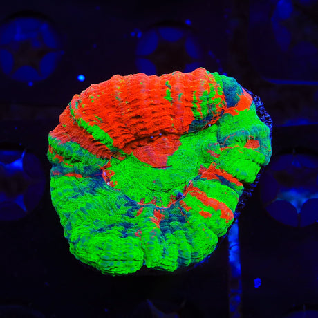 Rainbow Scolymia Coral