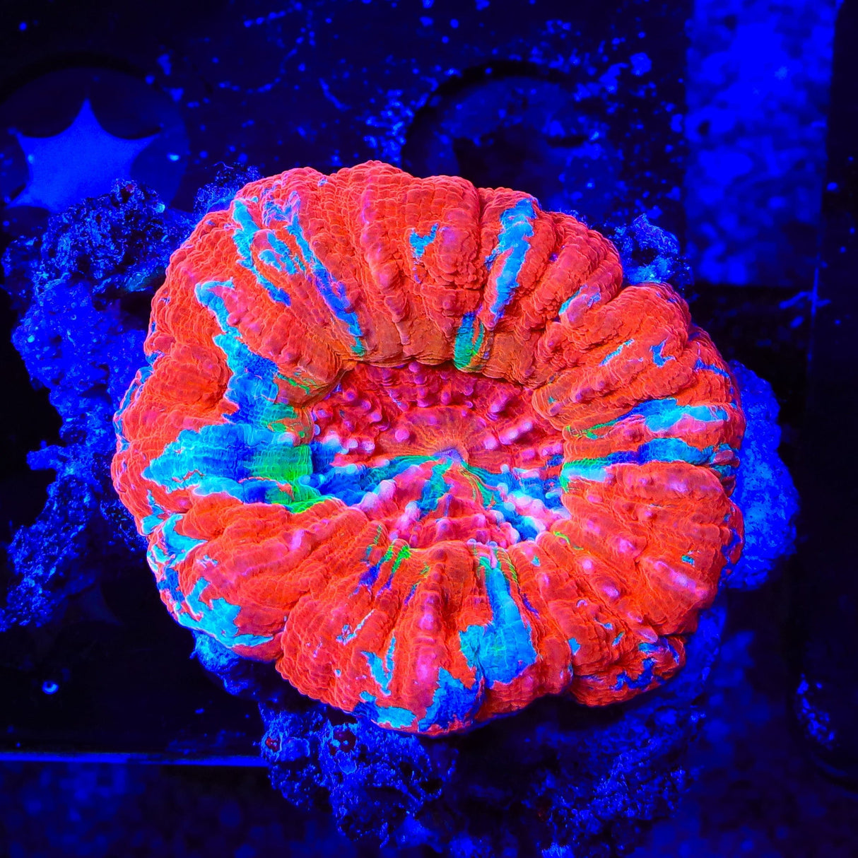 Rainbow Scolymia Coral