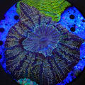 Rainbow Speckled Acanthophyllia Coral