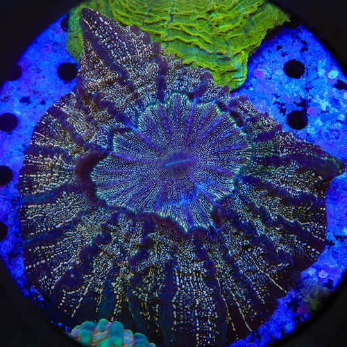 Rainbow Speckled Acanthophyllia Coral