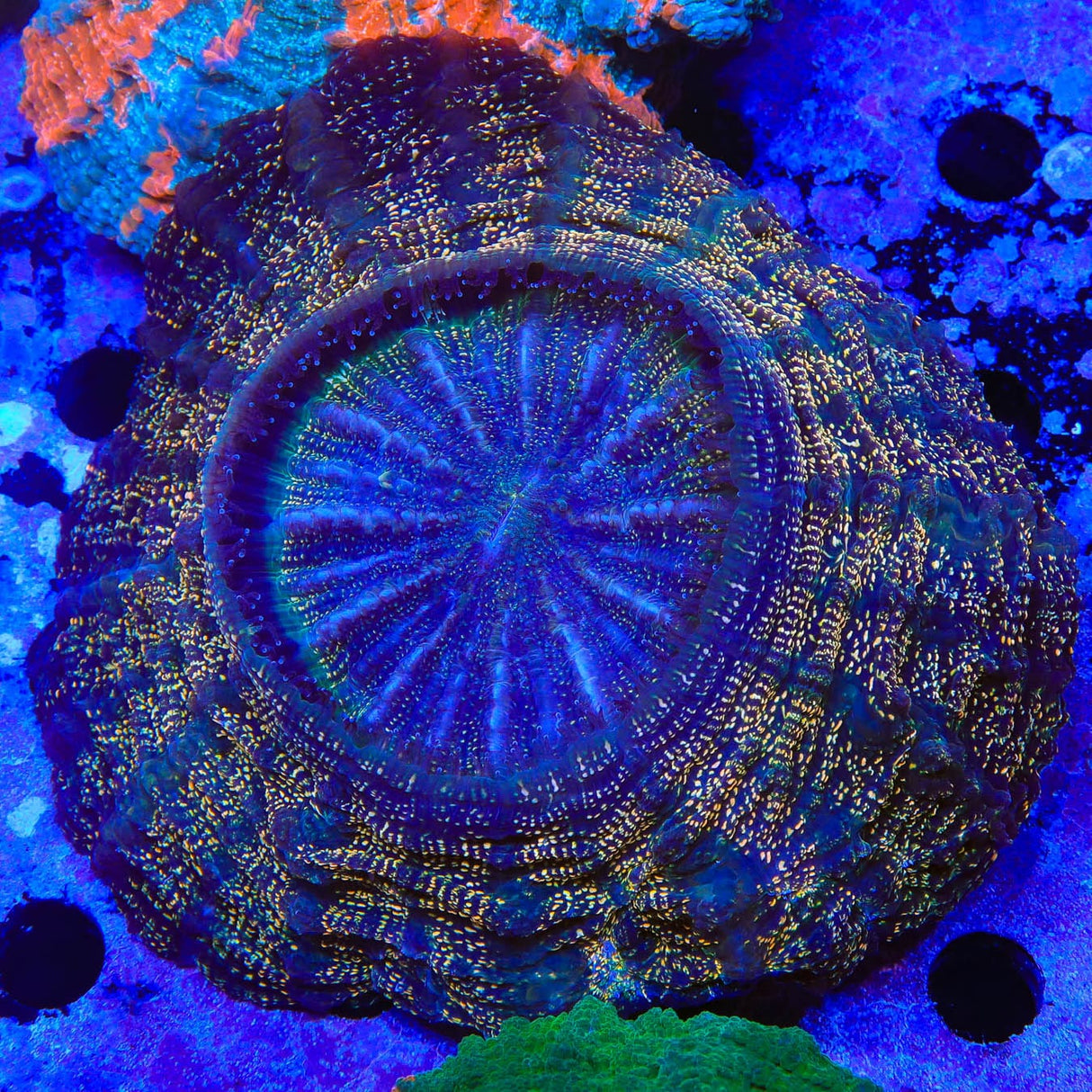 Rainbow Speckled Acanthophyllia Coral