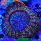 Rainbow Speckled Acanthophyllia Coral