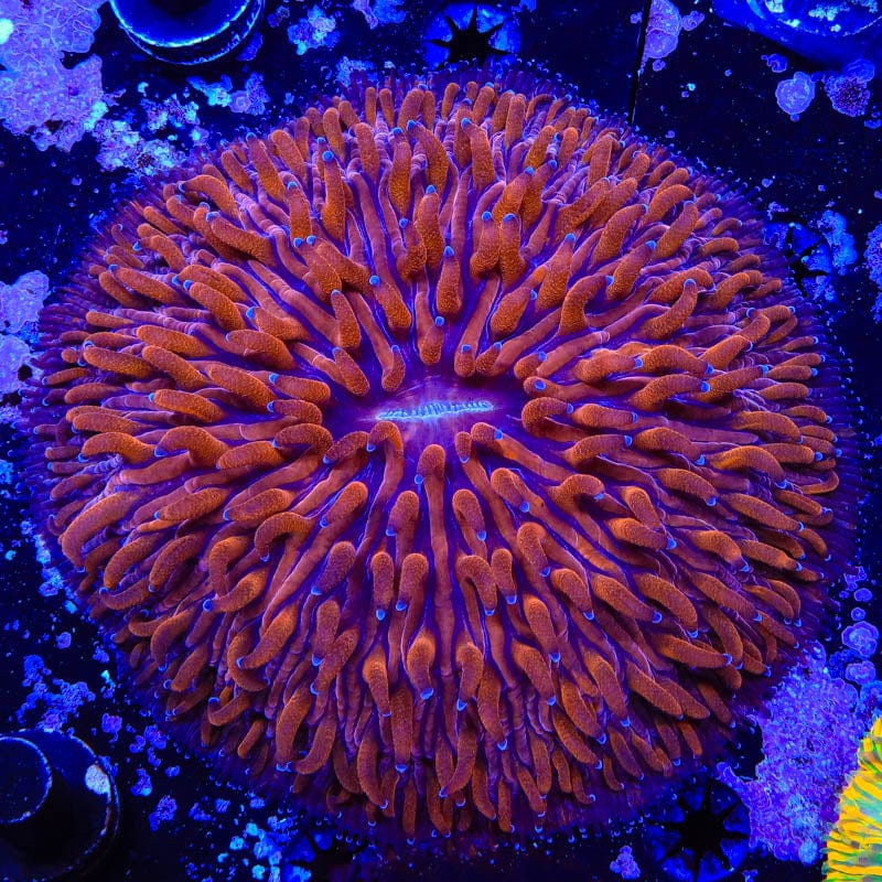 Rainbow Streak Plate Coral
