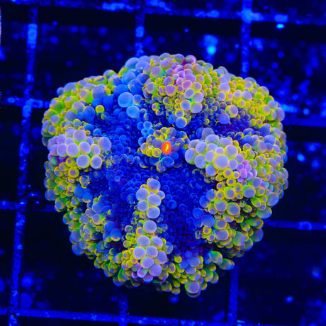Rainbow Swirl Yuma Coral