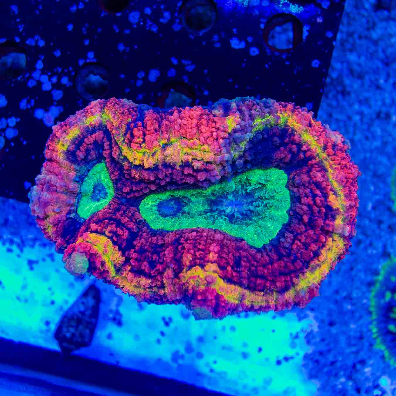 Rainbow Symphyllia Coral