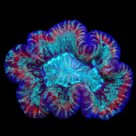 Rainbow Trachyphyllia Colony Coral