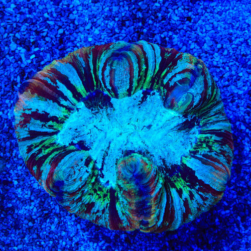 Rainbow Trachyphyllia Coral