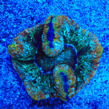 Rainbow Trachyphyllia Coral