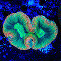 Rainbow Trachyphyllia Coral