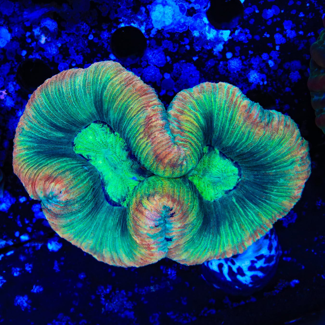 Rainbow Trachyphyllia Coral