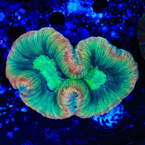 Rainbow Trachyphyllia Coral