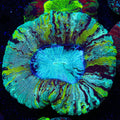Rainbow Trachyphyllia Coral