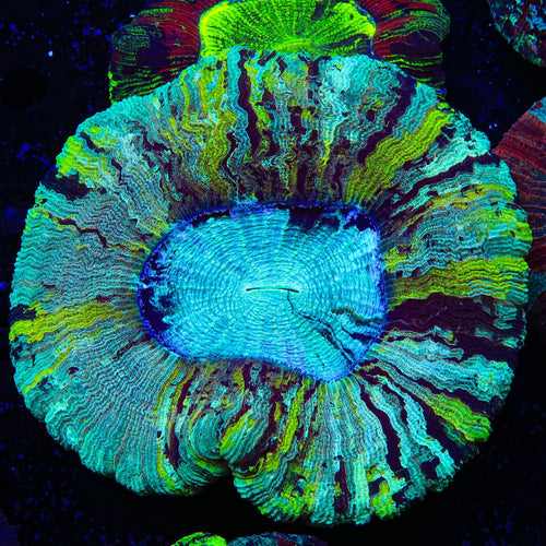 Rainbow Trachyphyllia Coral