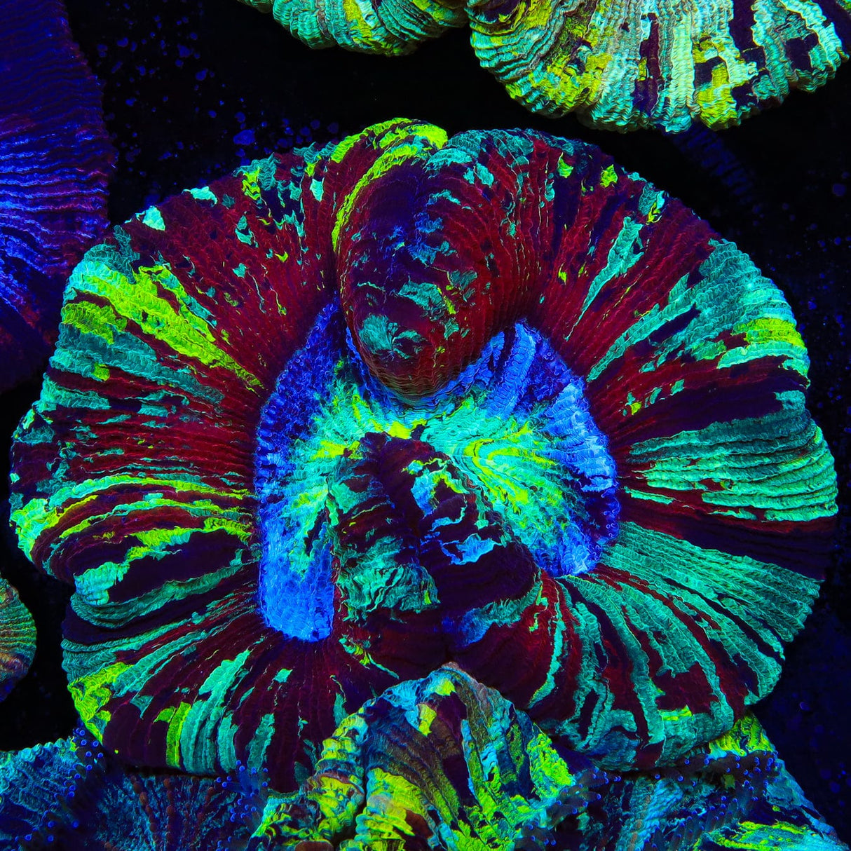 Rainbow Trachyphyllia Coral