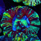 Rainbow Trachyphyllia Coral