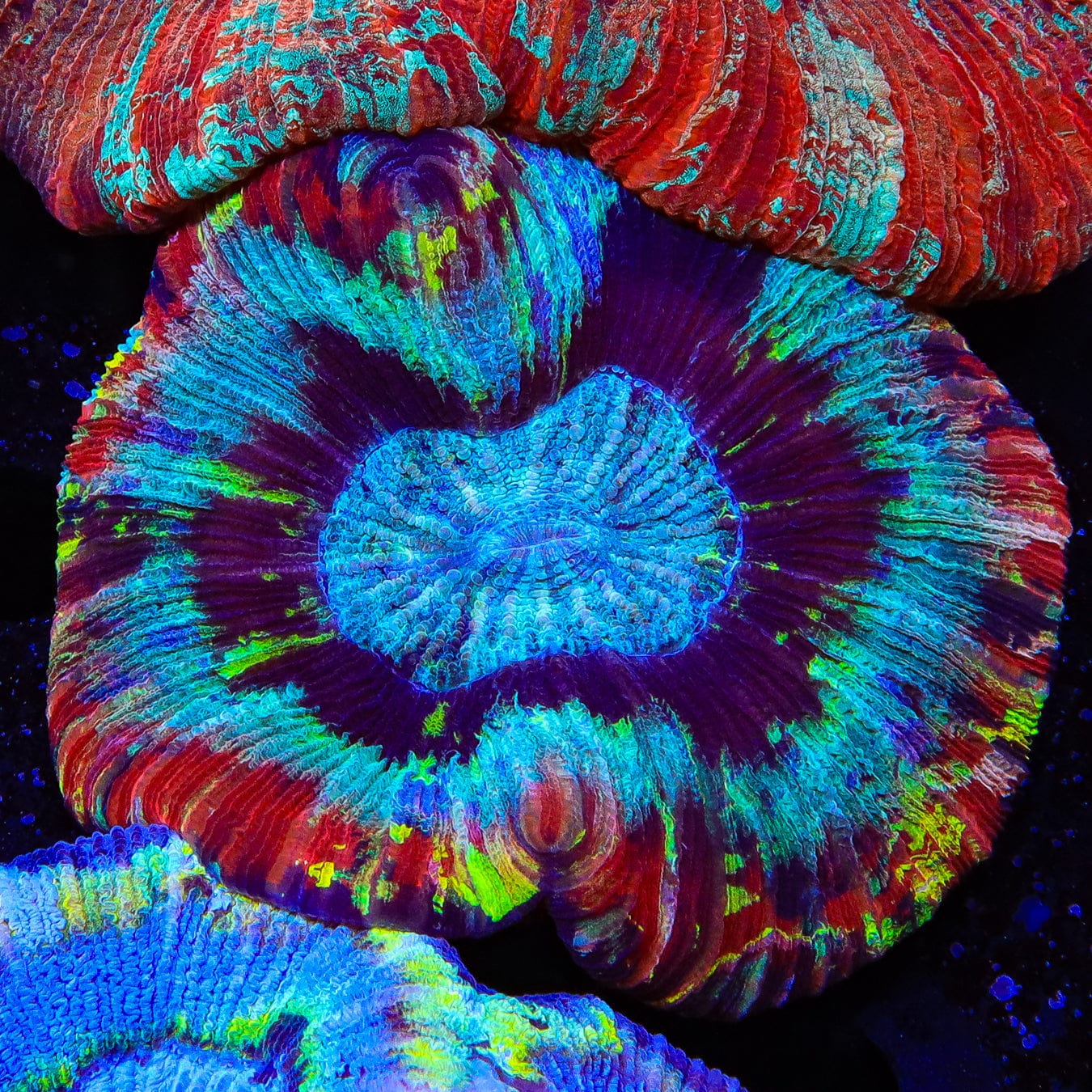 Rainbow Trachyphyllia Coral