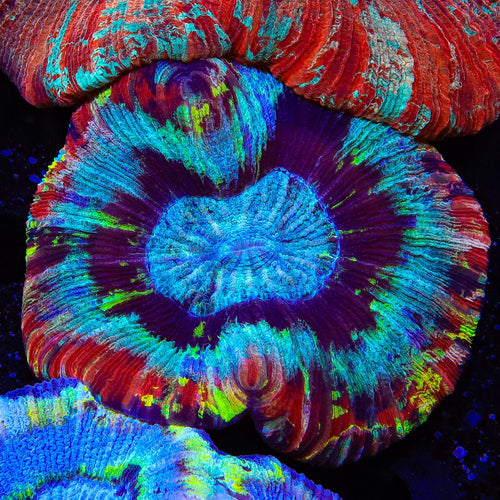 Rainbow Trachyphyllia Coral