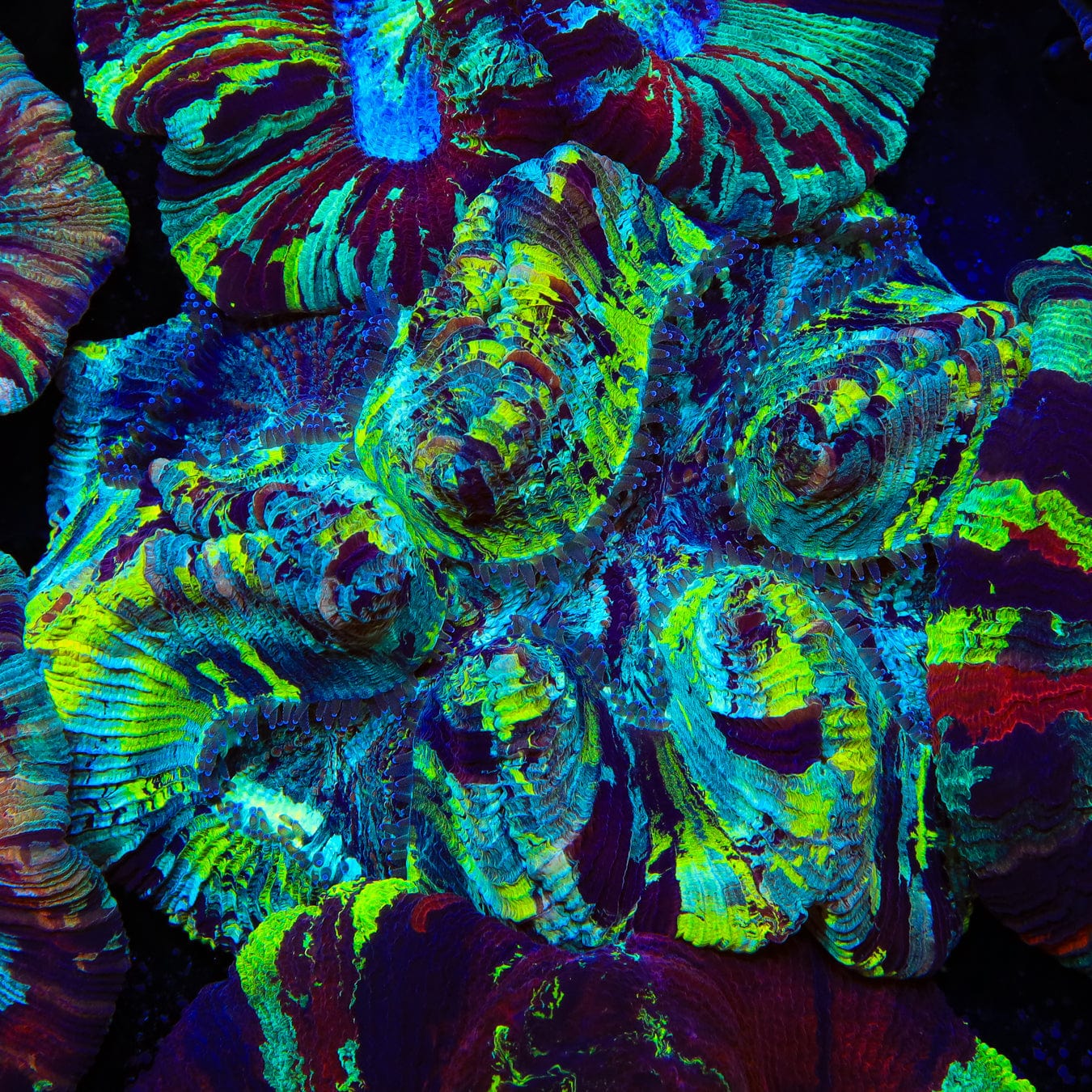 Rainbow Trachyphyllia Coral