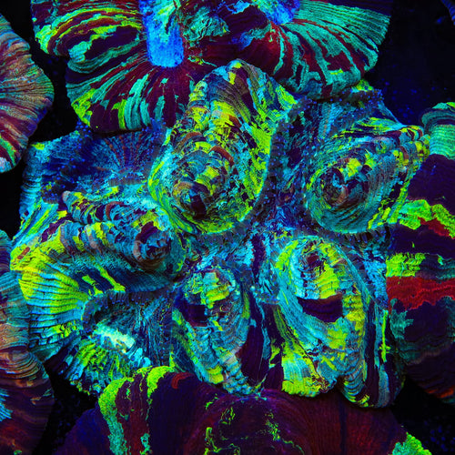 Rainbow Trachyphyllia Coral