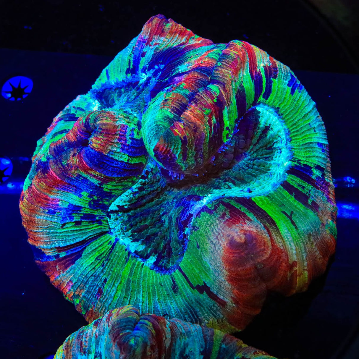 Rainbow Trachyphyllia Coral