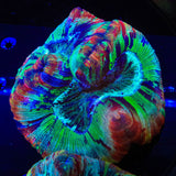 Rainbow Trachyphyllia Coral