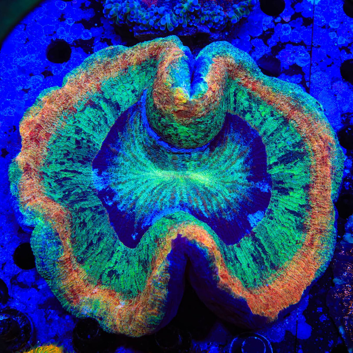 Rainbow Trachyphyllia Coral