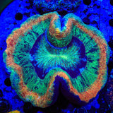 Rainbow Trachyphyllia Coral