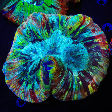 Rainbow Trachyphyllia Coral