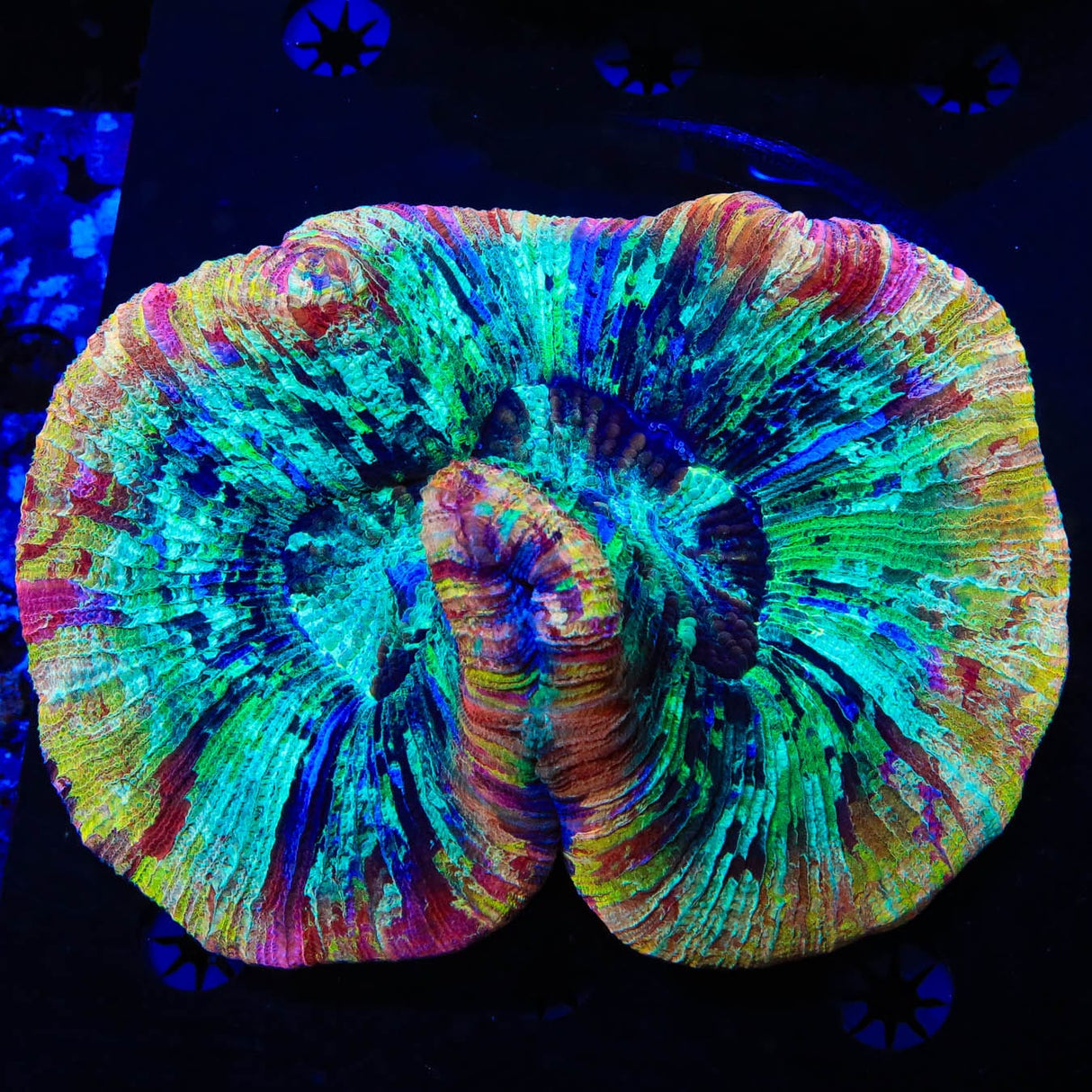 Rainbow Trachyphyllia Coral