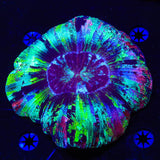 Rainbow Trachyphyllia Coral